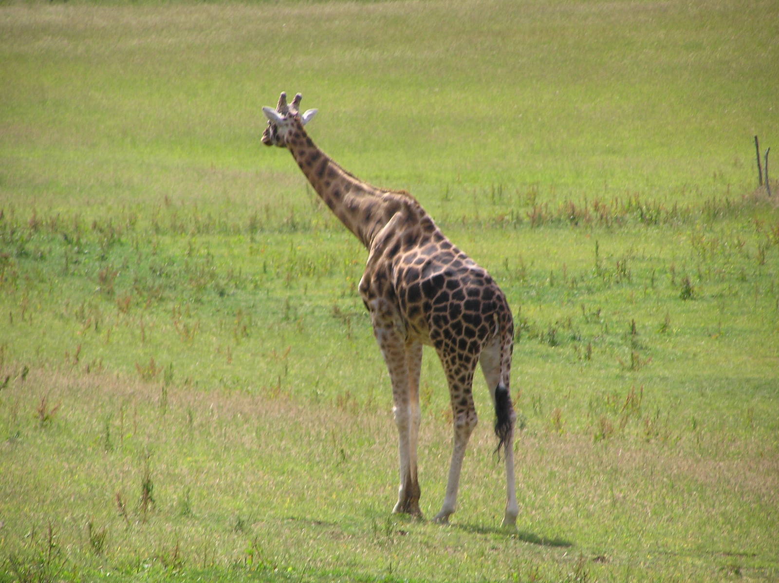 Kismet in the African Valley