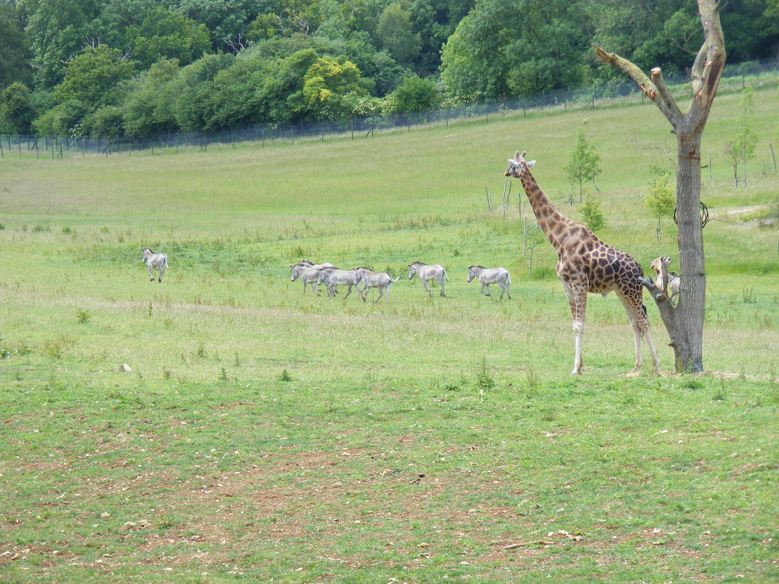 Kismet the giraffe and Grevy's zebras in the African Valley at Marwell Wild