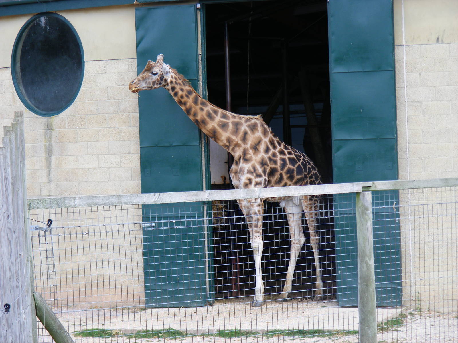 Kismet the giraffe at Marwell Wildlife, 11 July 2010