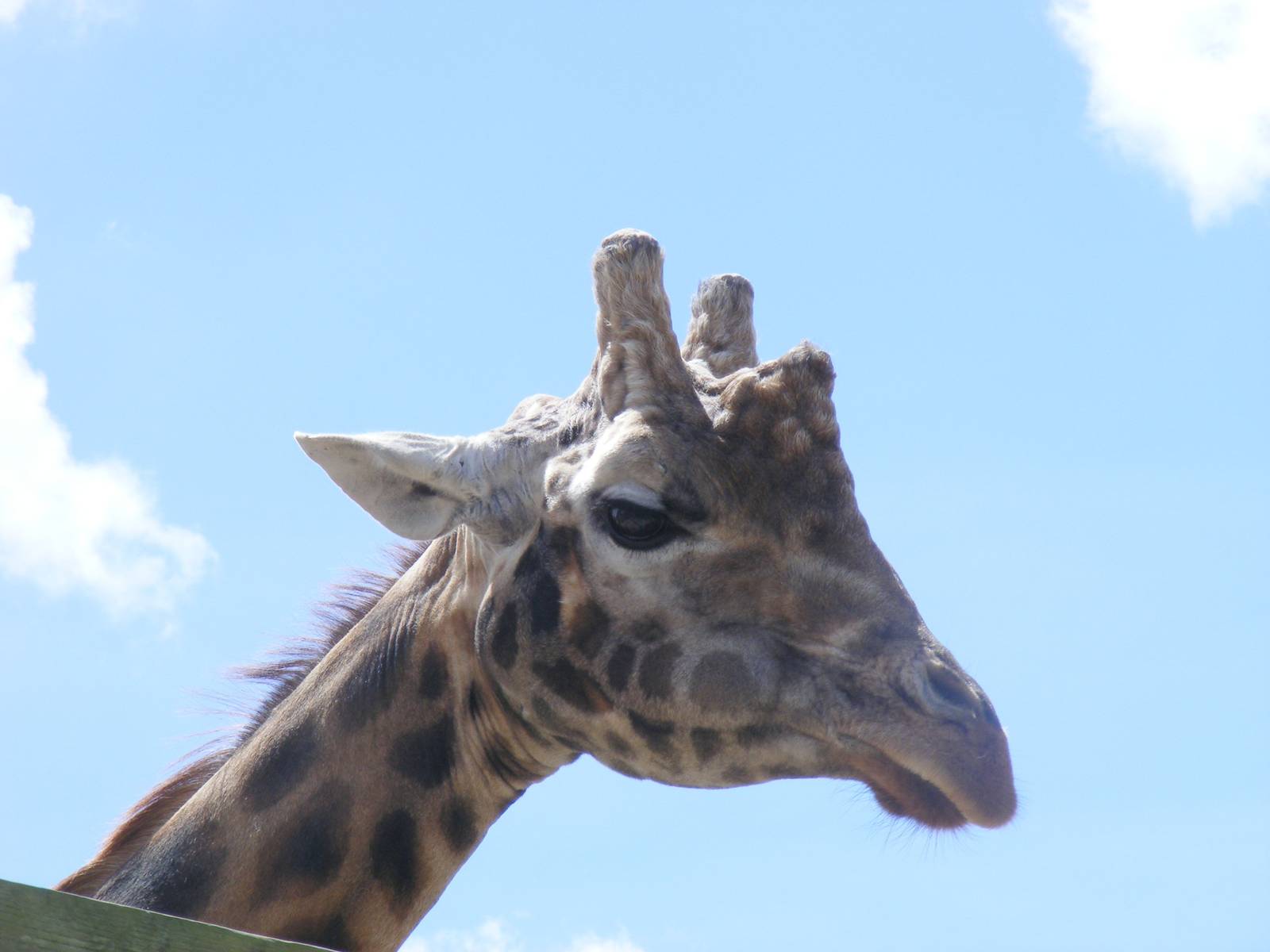 Kismet the giraffe at Marwell Wildlife, 11 July 2010
