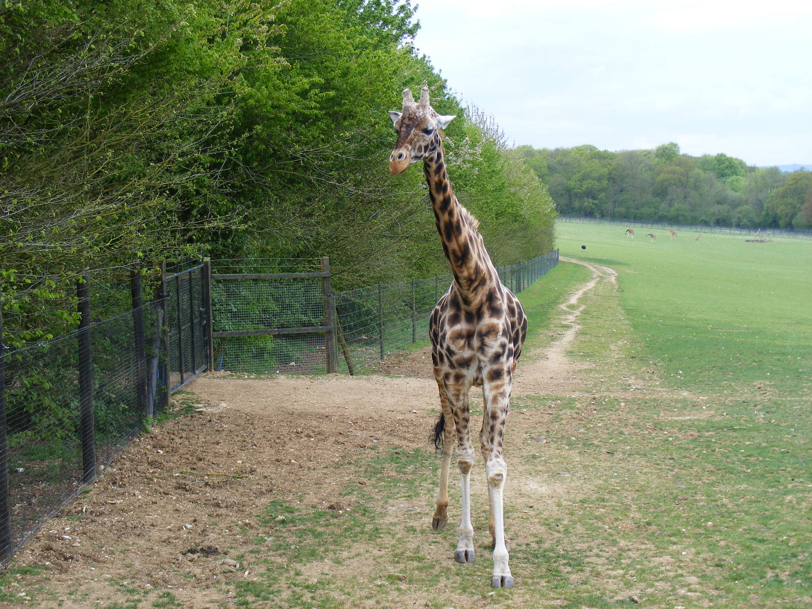Kismet the giraffe at Marwell Wildlife, 9 May 2010