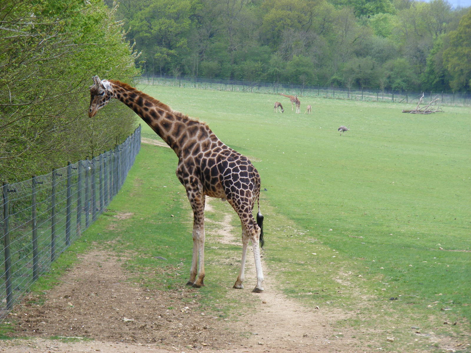 Kismet the giraffe at Marwell Wildlife, 9 May 2010