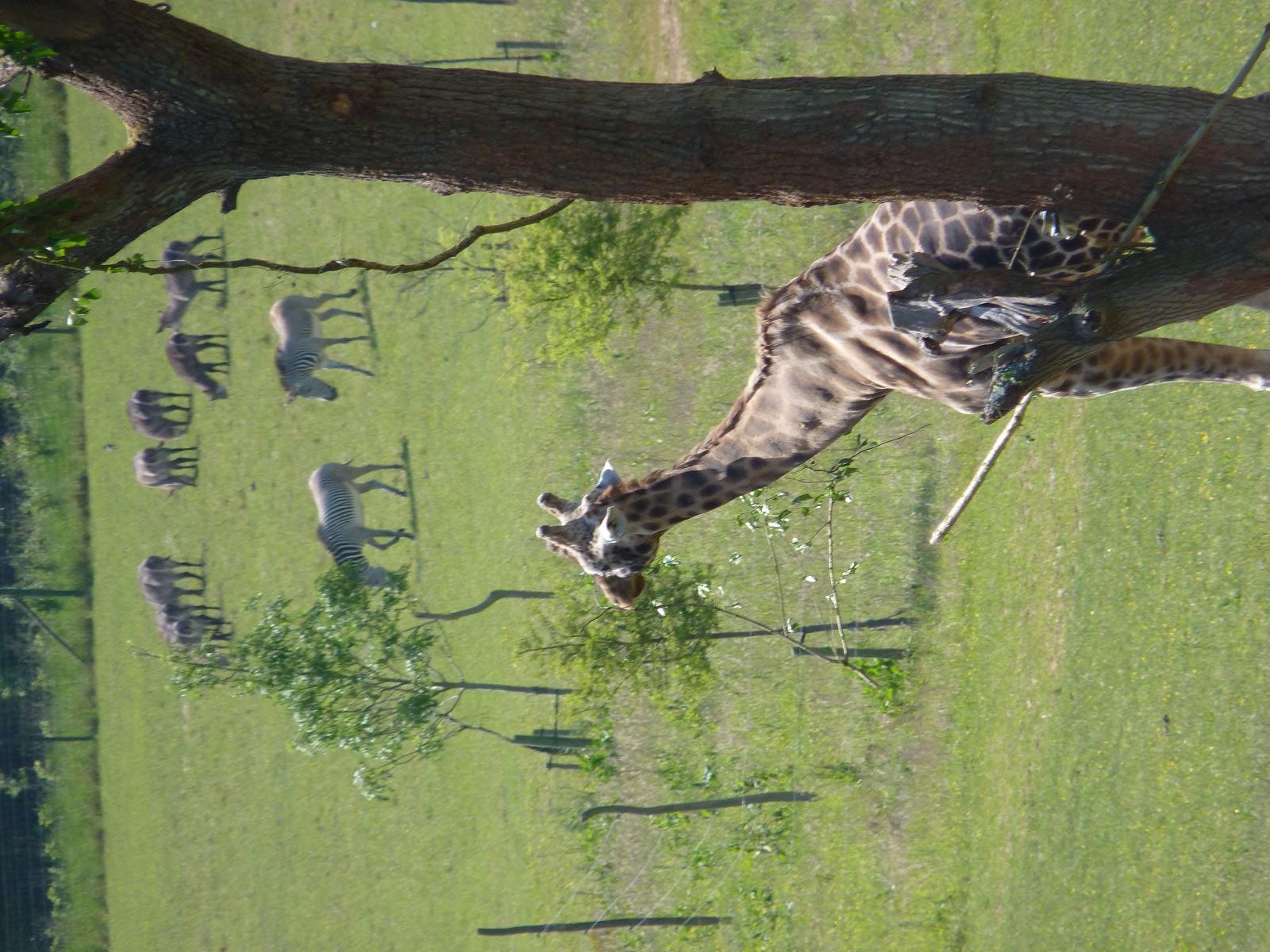 Kismet the Giraffe, Grevys Zebras and Waterbuck