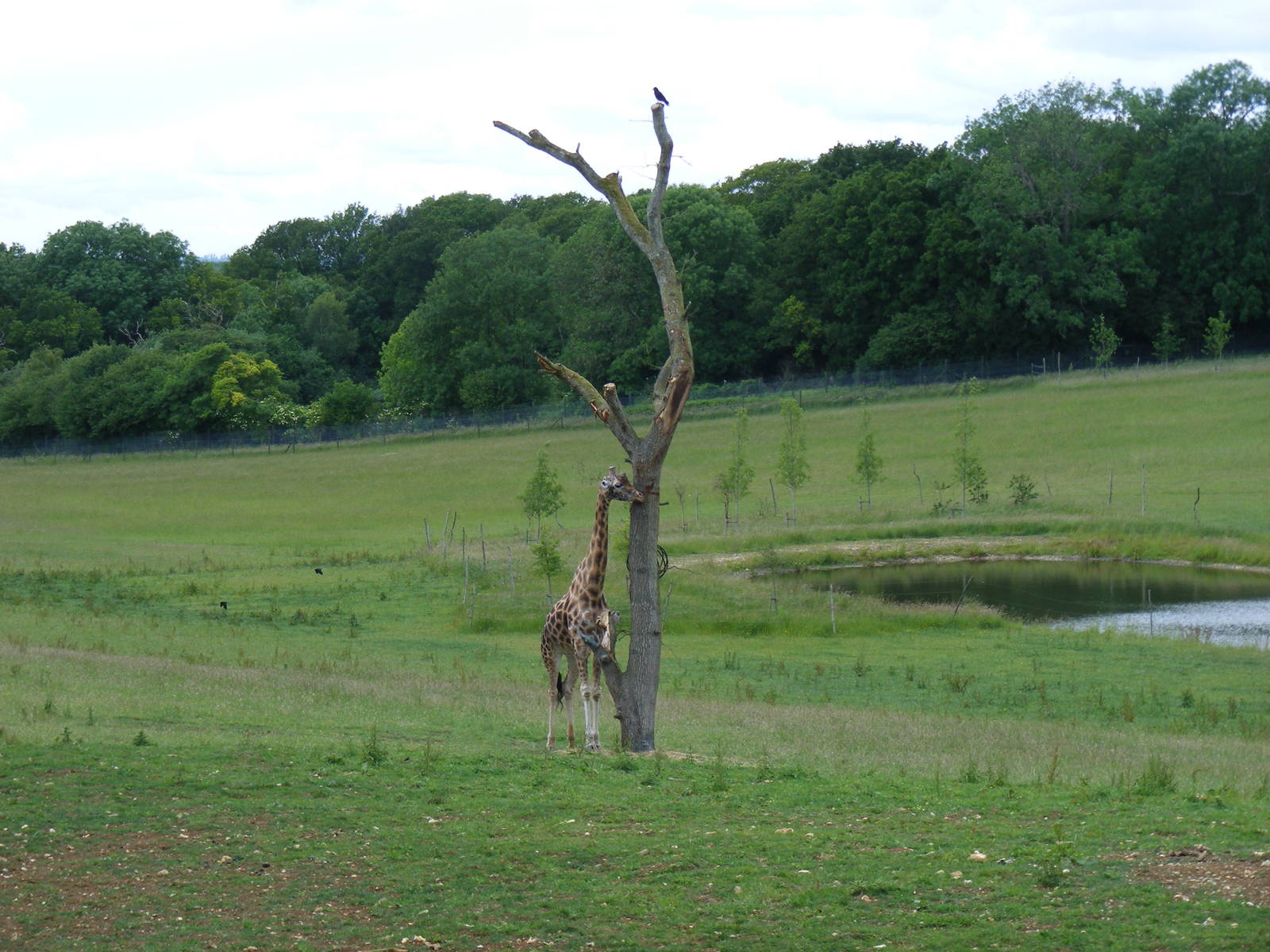 Kismet the giraffe in the African Valley at Marwell Wildlife, 7 June 2009