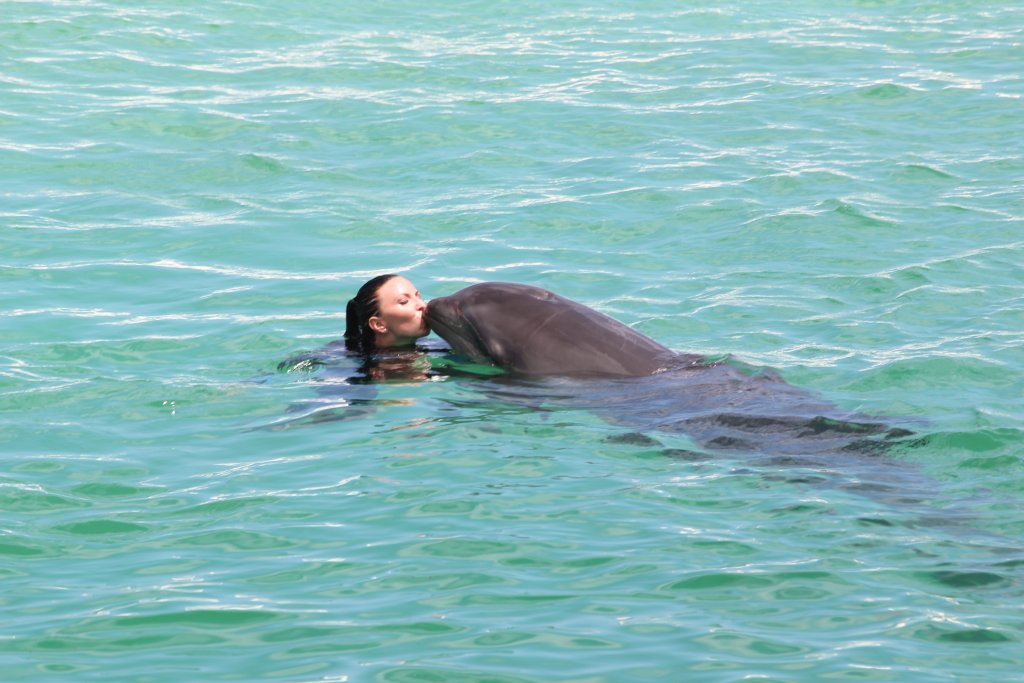 Kissing a Wholphin