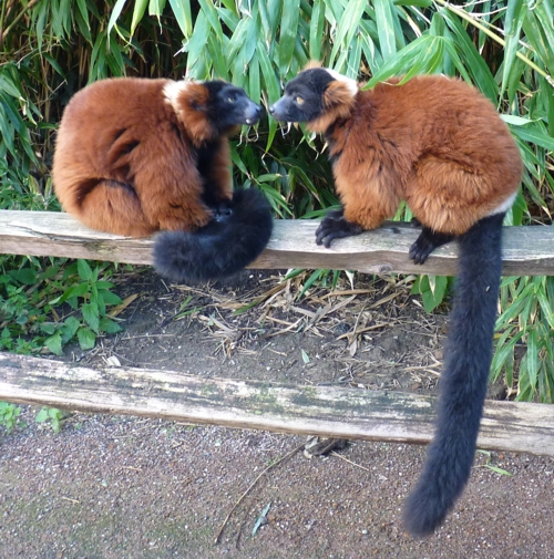 Kissing free-ranging red ruffed lemurs (Varecia rubra)