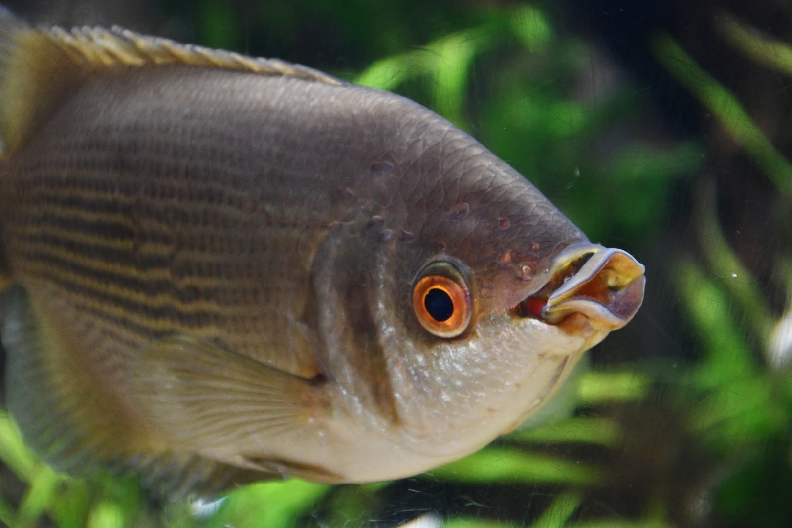Kissing Gourami (Helostoma temminckii)