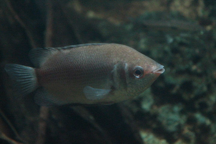 Kissing gourami (Helostoma temminckii)