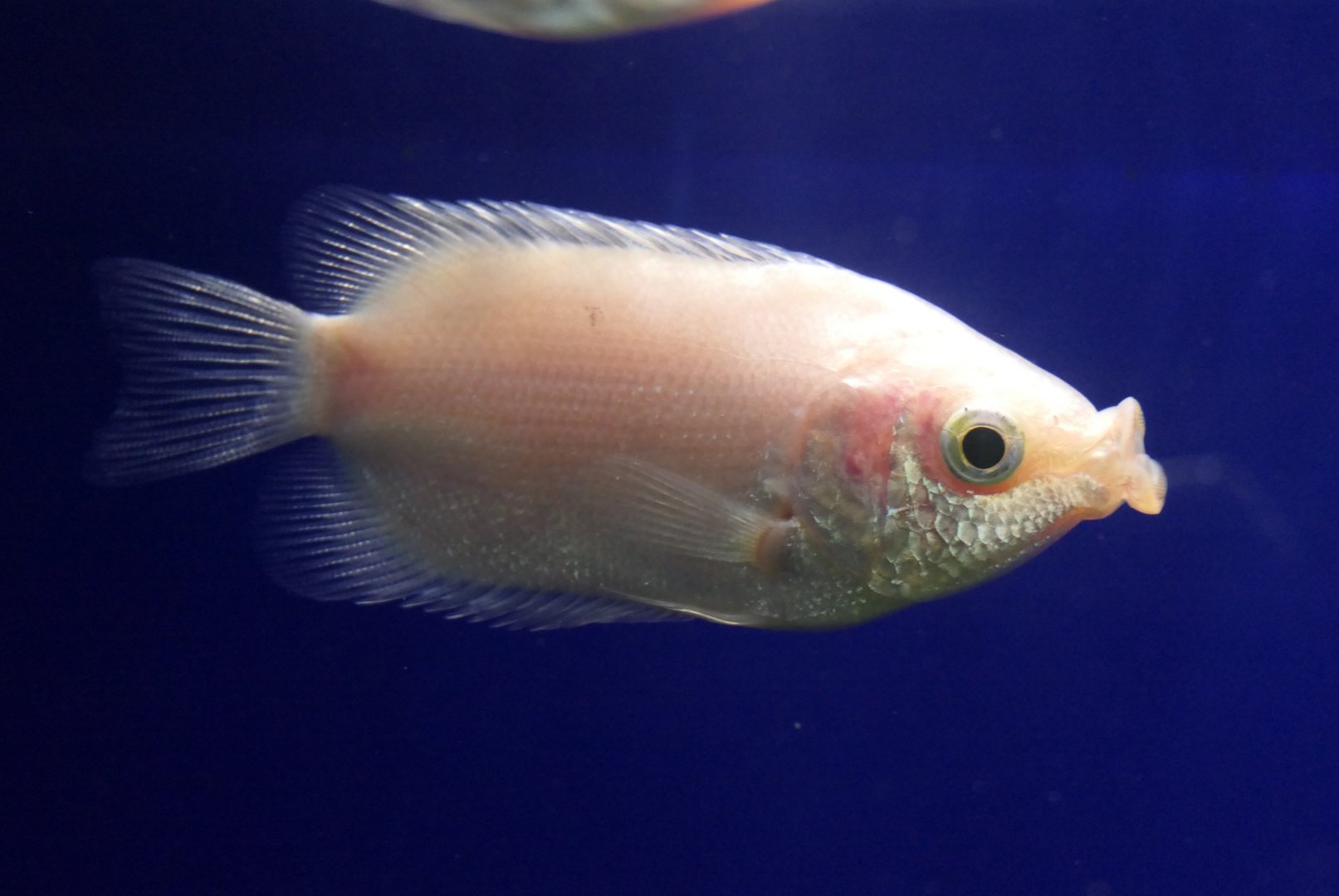 Kissing Gourami (Helostoma temminckii)