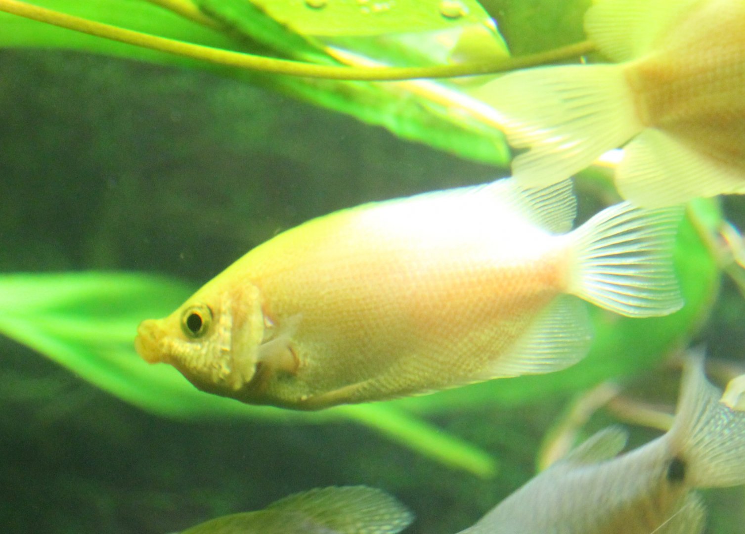 Kissing gourami