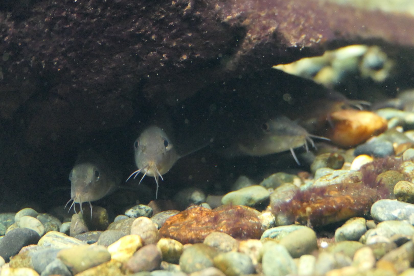 Kissing Loach (Parabotia curtus) - Lake Biwa Museum