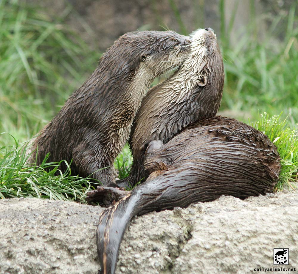 Kissing otters, March 2010