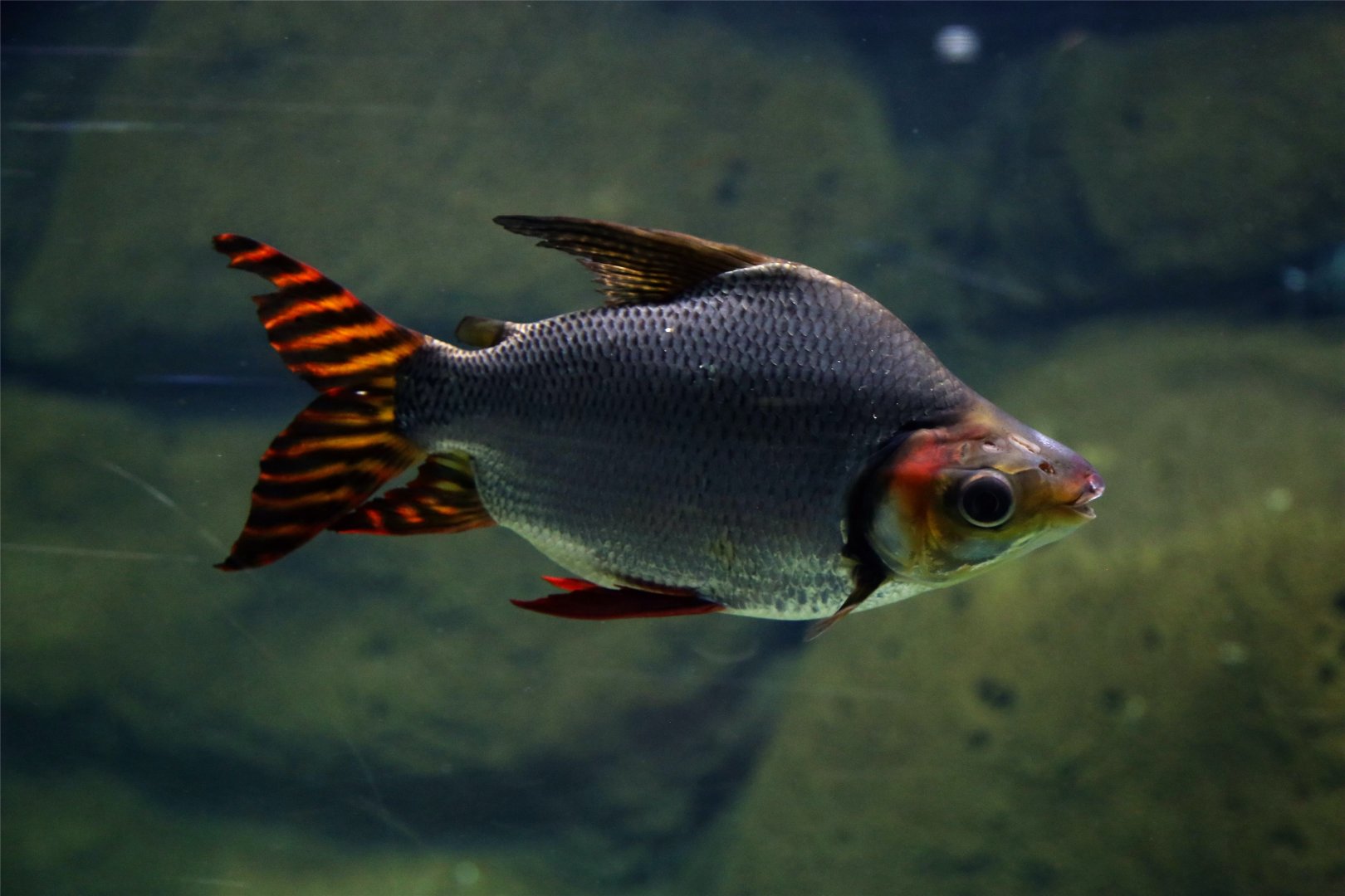 Kissing Prochilodus (Semaprochilodus insignis), December 2015