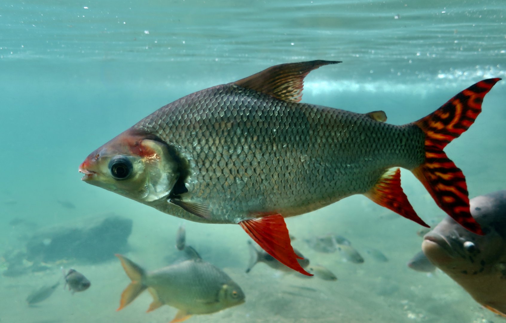 Kissing Prochilodus (Semaprochilodus insignis)