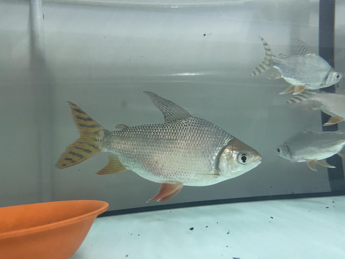 kissing prochilodus (semaprochilodus insignis)