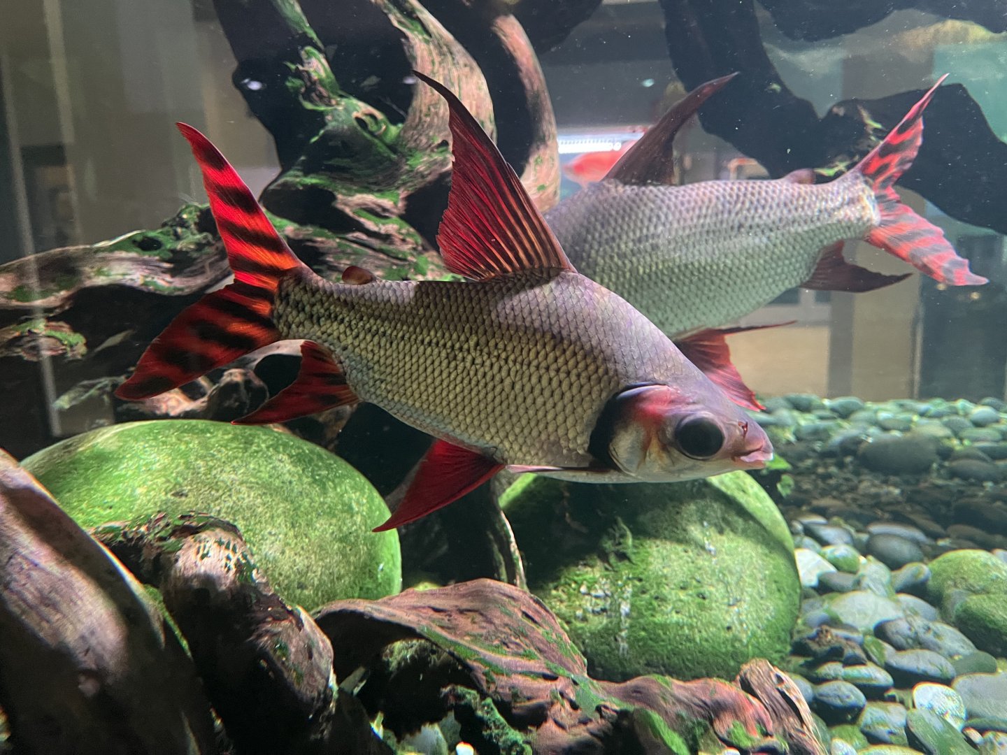 kissing prochilodus (semaprochilodus insignis)