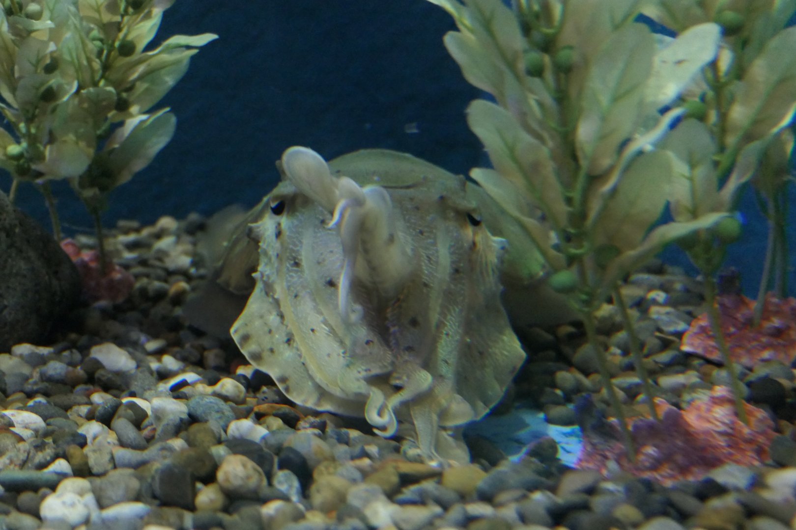 Kisslip Cuttlefish (Acanthosepion lycidas) - Uozu Aquarium