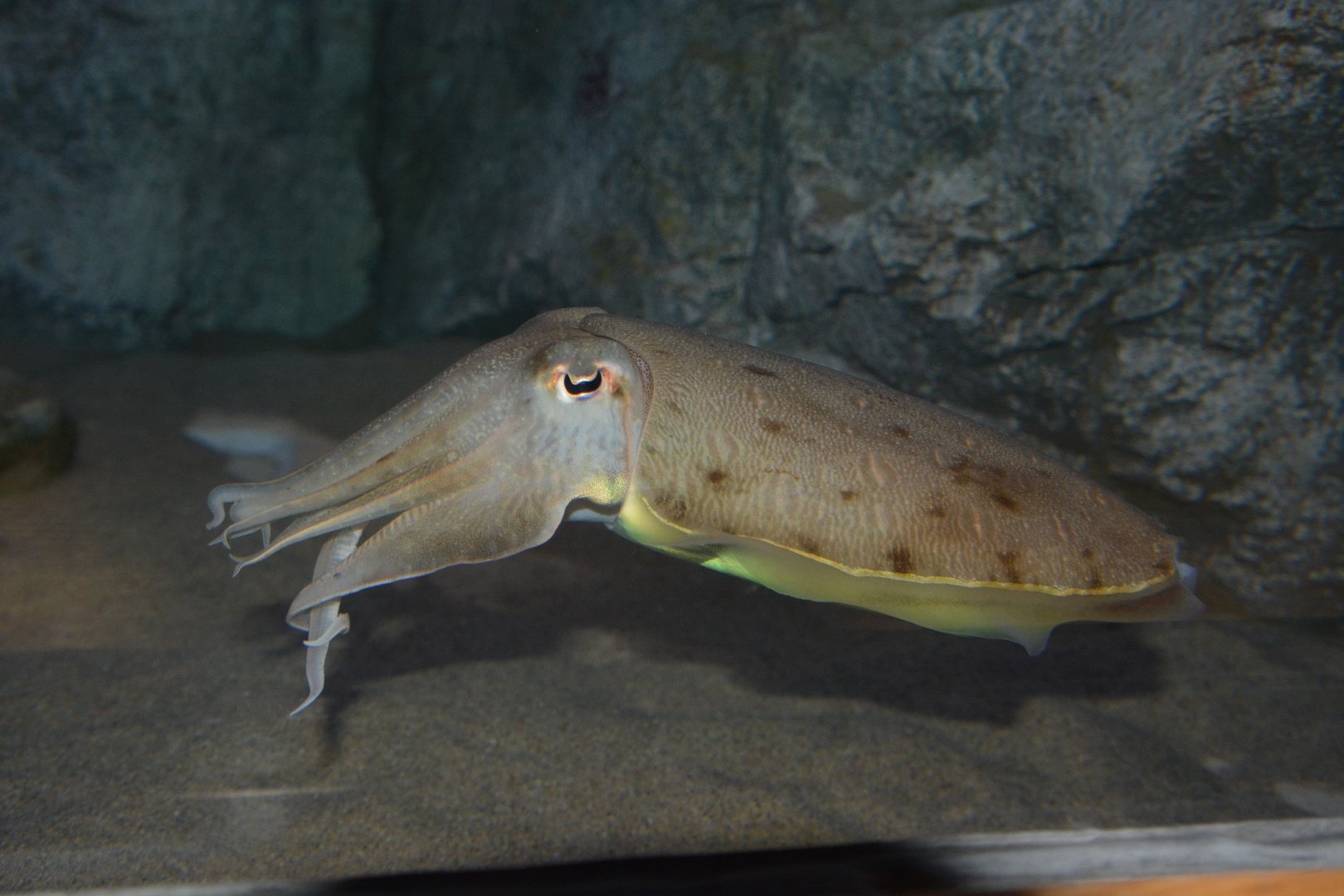Kisslip cuttlefish (Sepia lycidas)