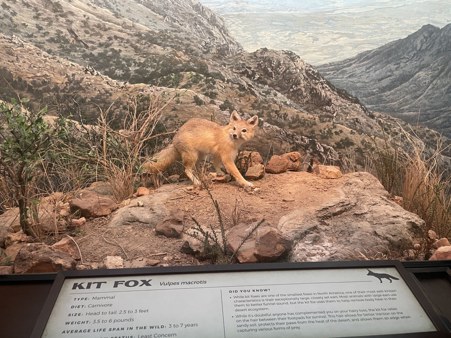 Kit Fox Diorama