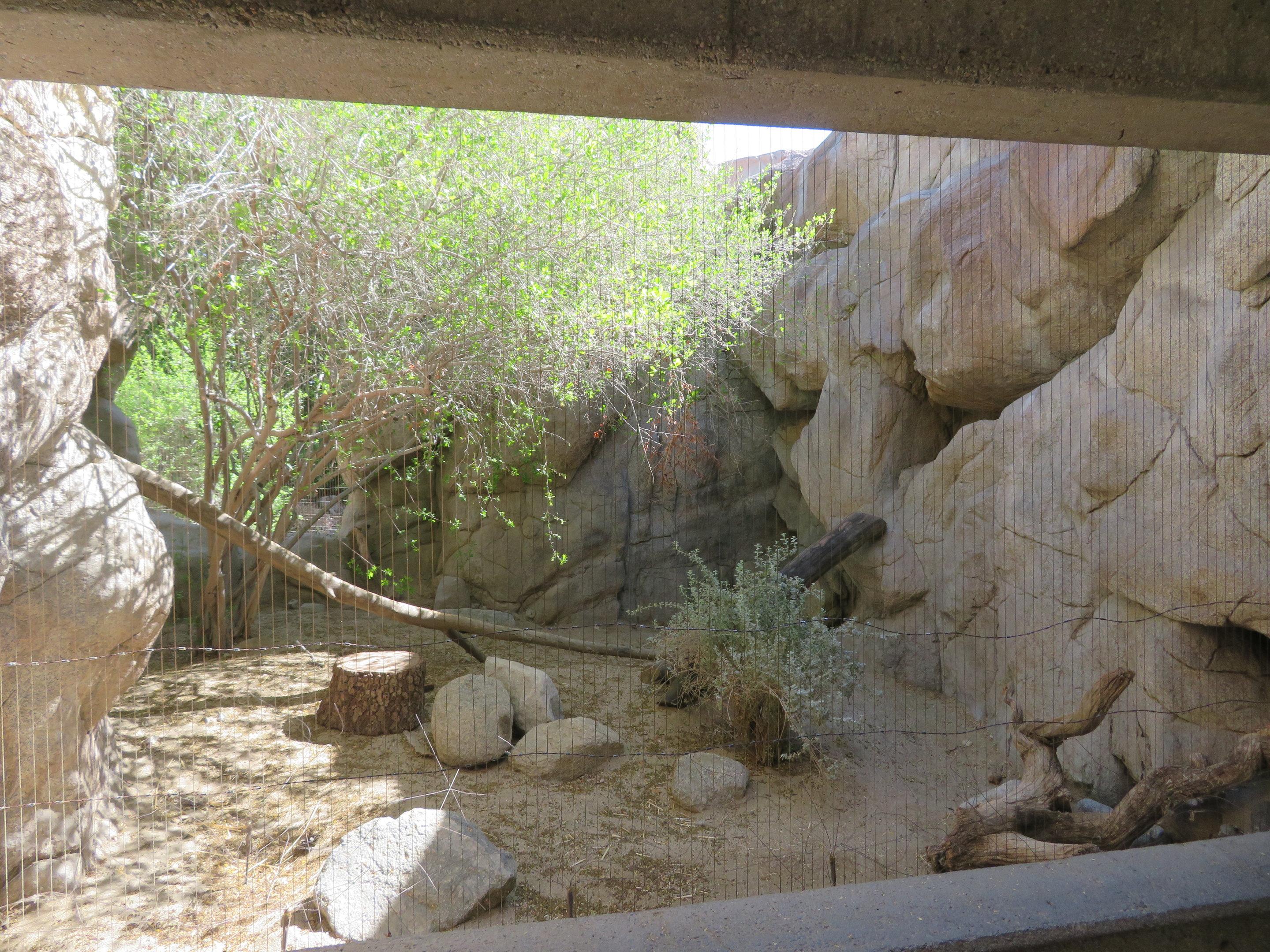 Kit Fox Exhibit