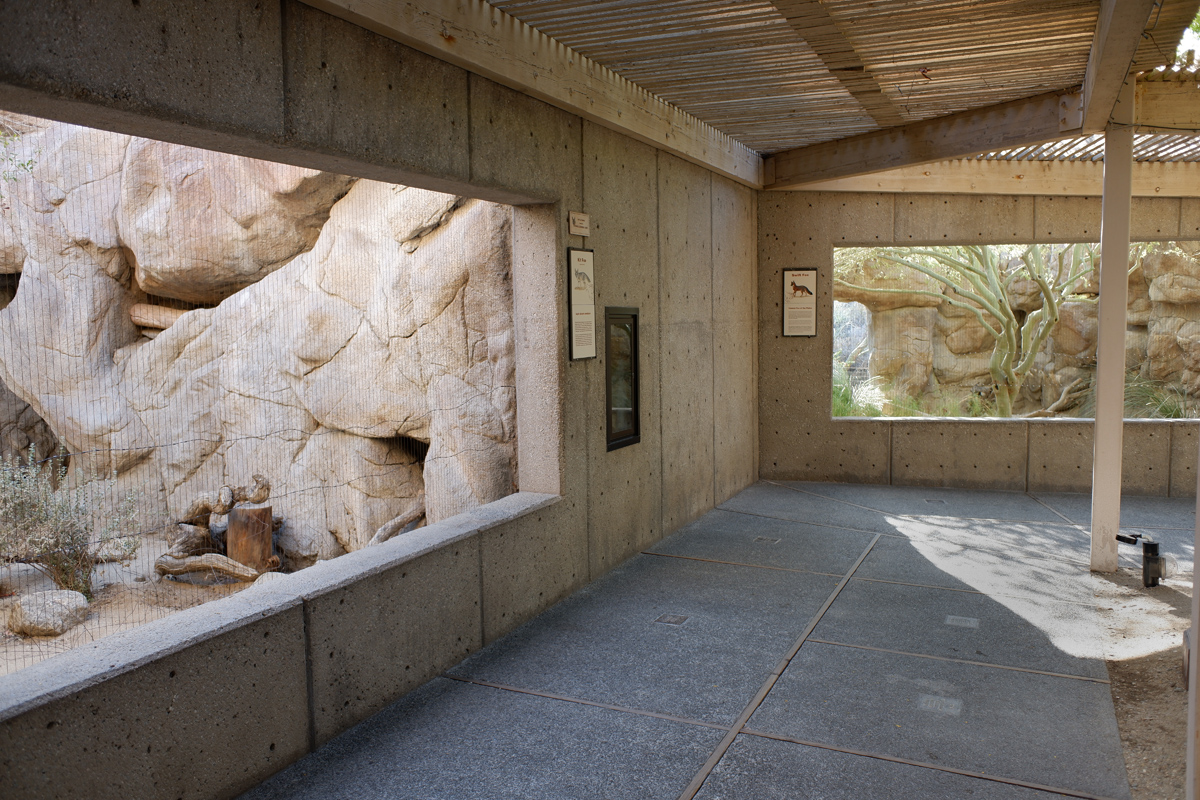 kit fox (left) swift fox (right) exhibits