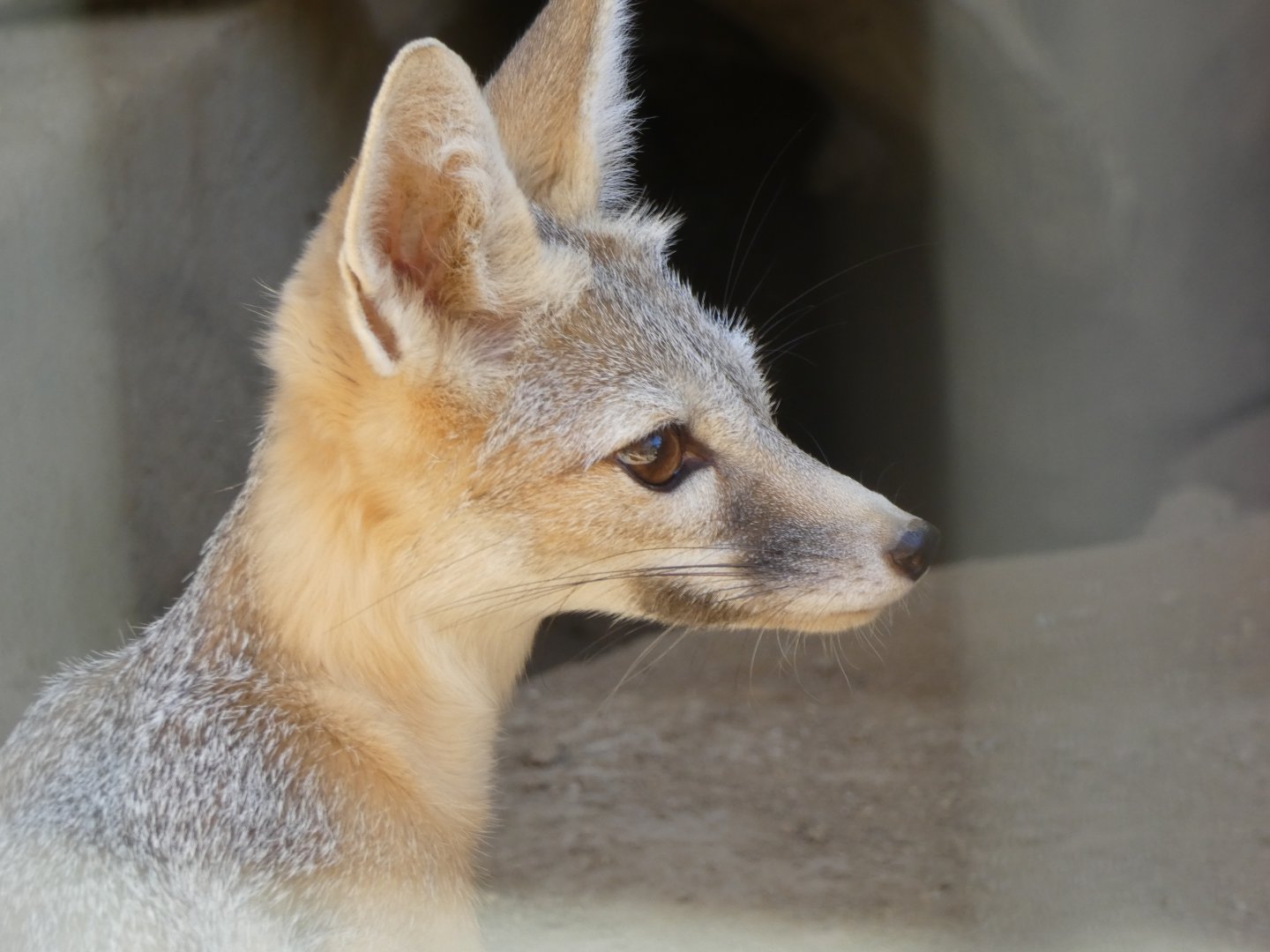 Kit fox (Vulpes macrotis)