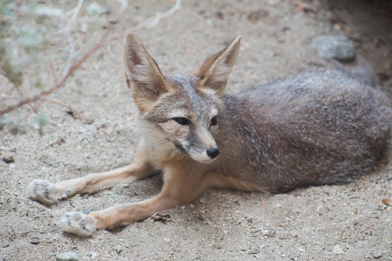 Kit fox