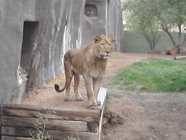 Kitambi, the new male African Lion