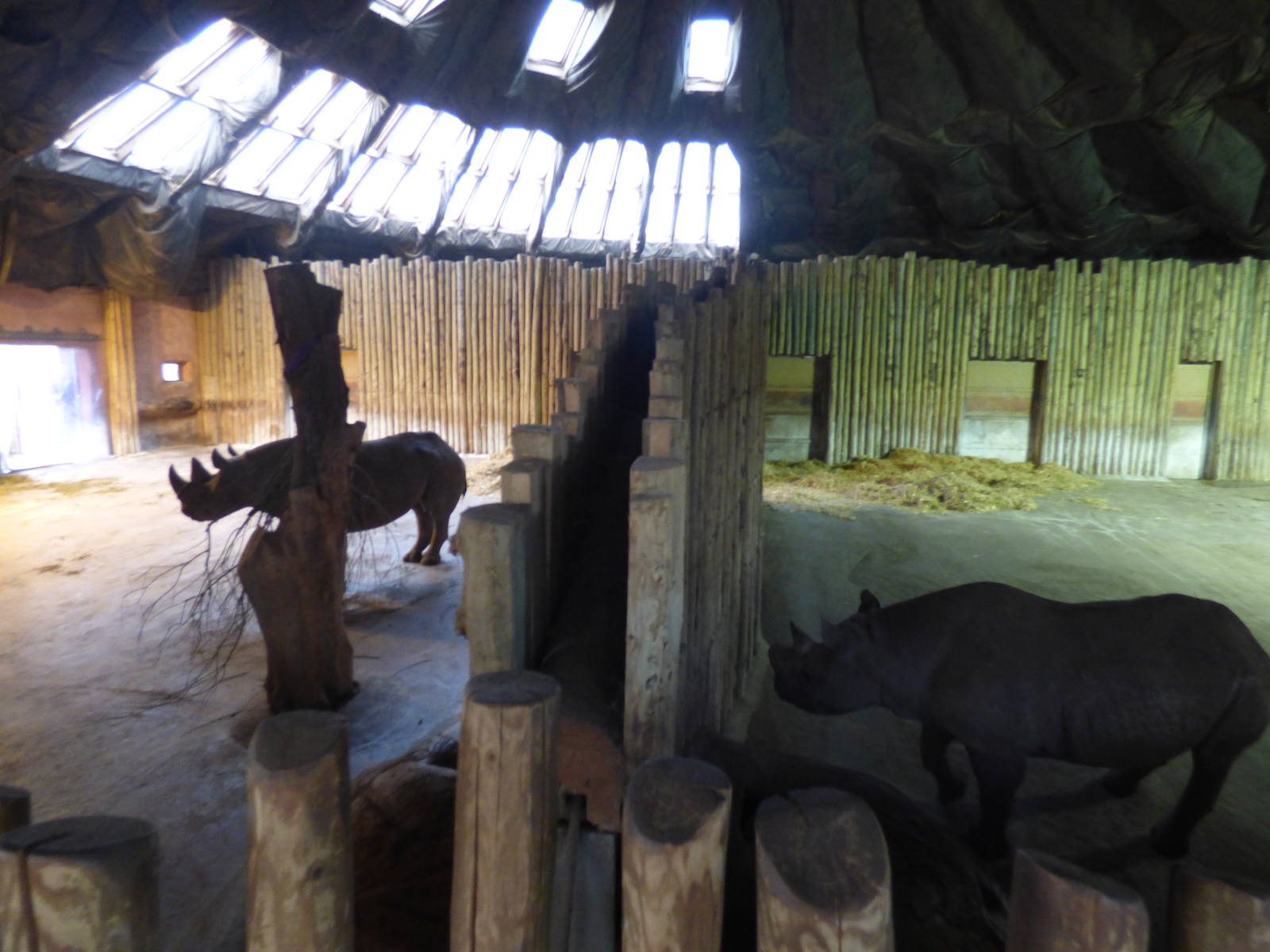 Kitani and Magadi in the Tsavo House