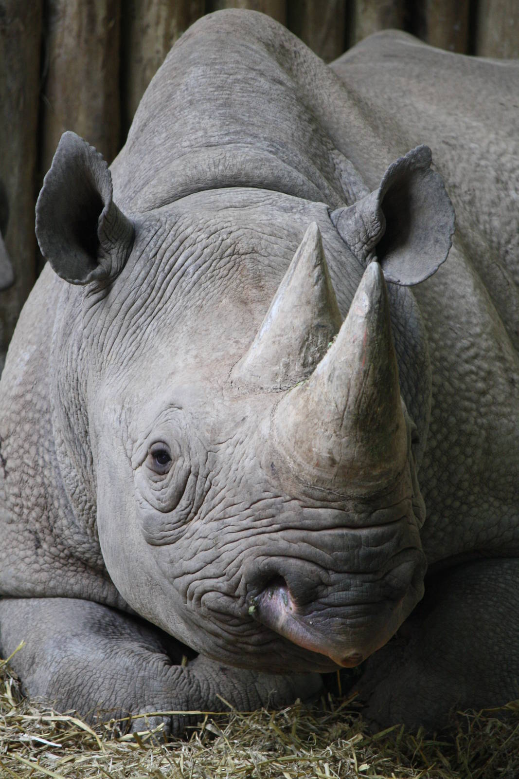 Kitani black rhino 22 Nov 2009