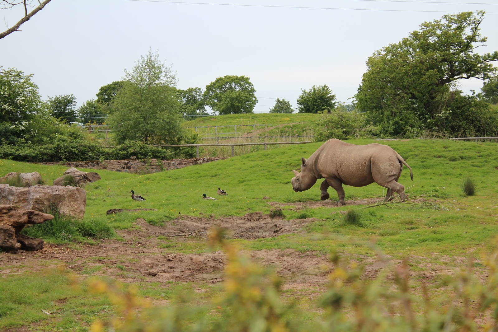 Kitani on duck patrol - 30 May 2015