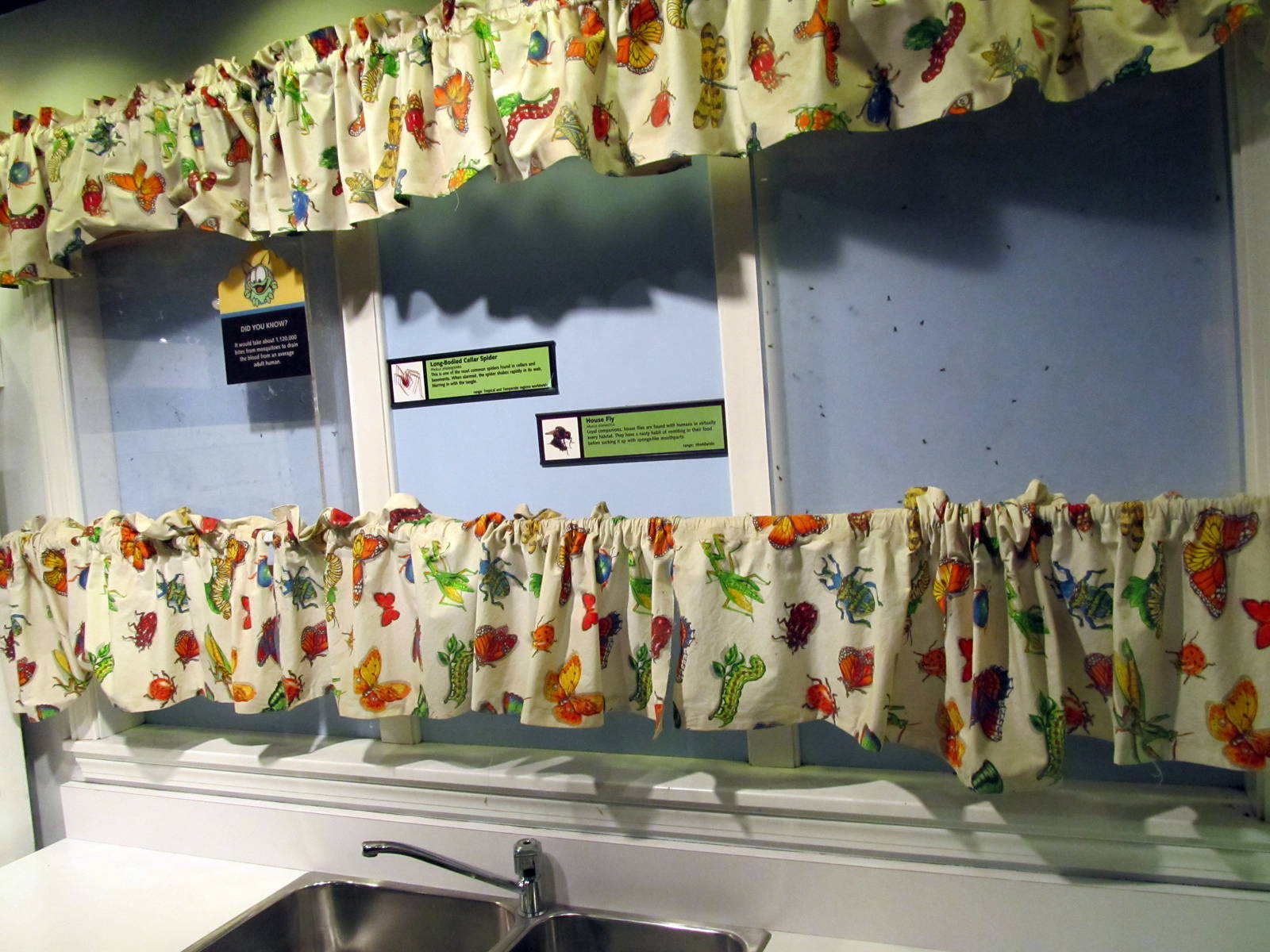 Kitchen Display: Housefly and Long-bellied Cellar Spiders