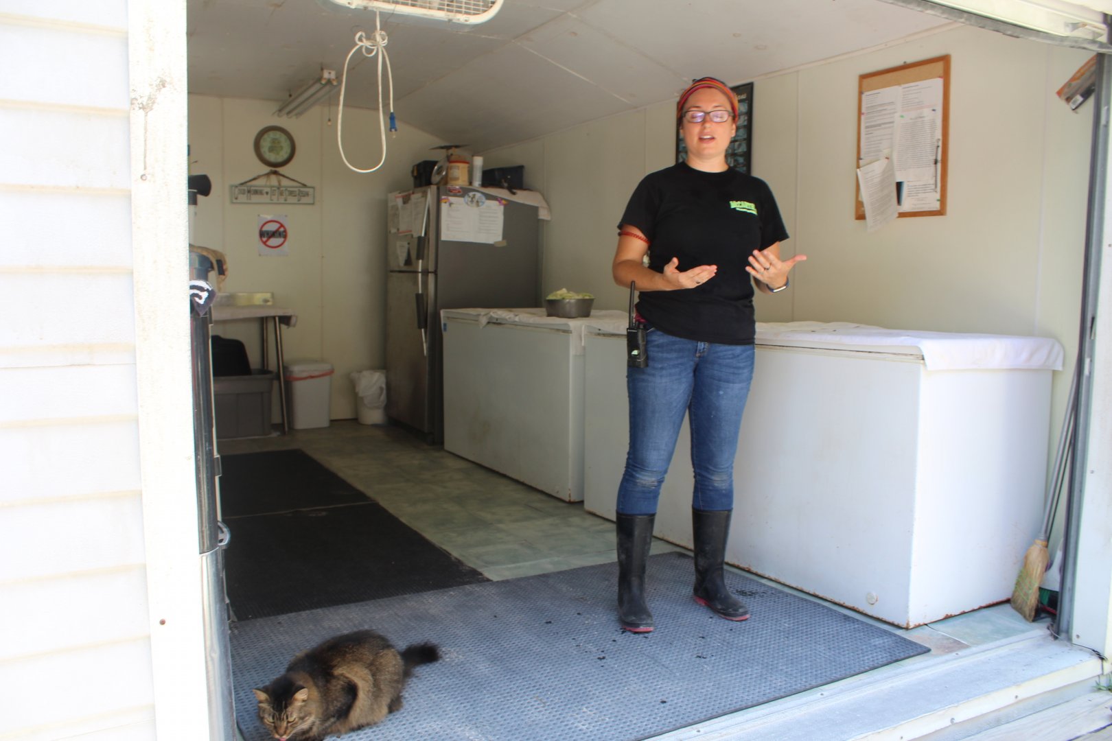 Kitchen + Free Roaming Domestic Cat - Mccarthy Wildlife Sanctuary