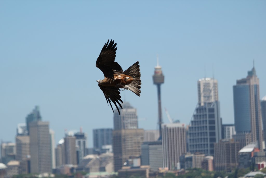 Kite in flight
