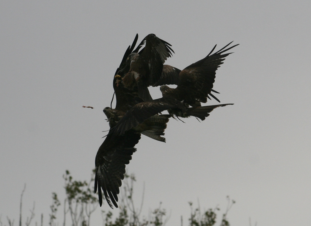 Kite Tangle, Gauntlet 2010
