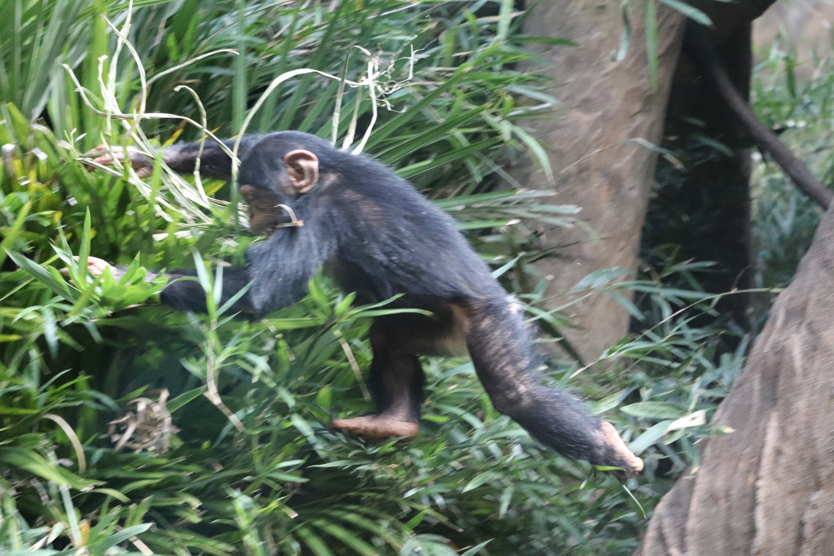 Kitera Forest - Chimpanzee