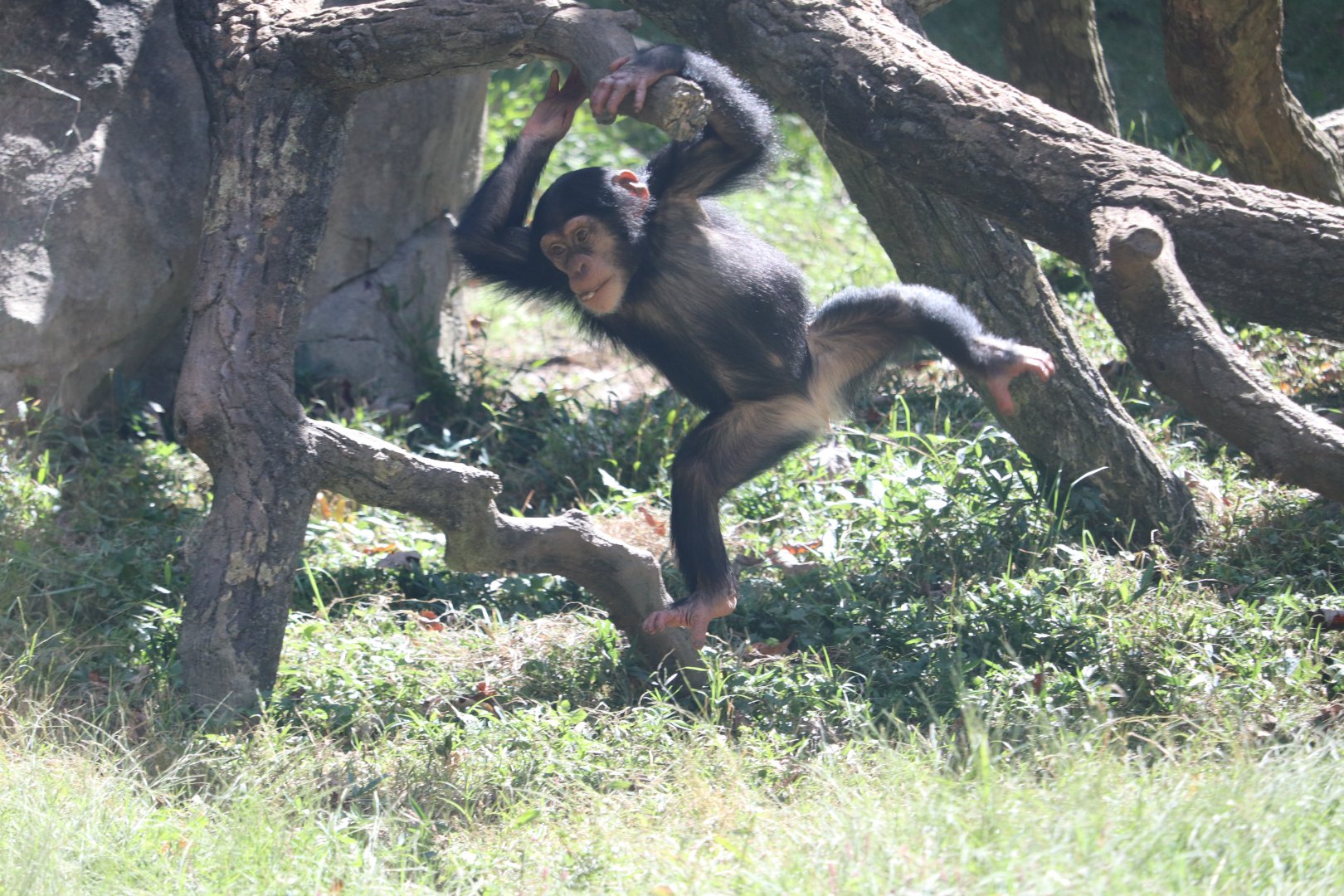 Kitera Forest - Chimpanzee