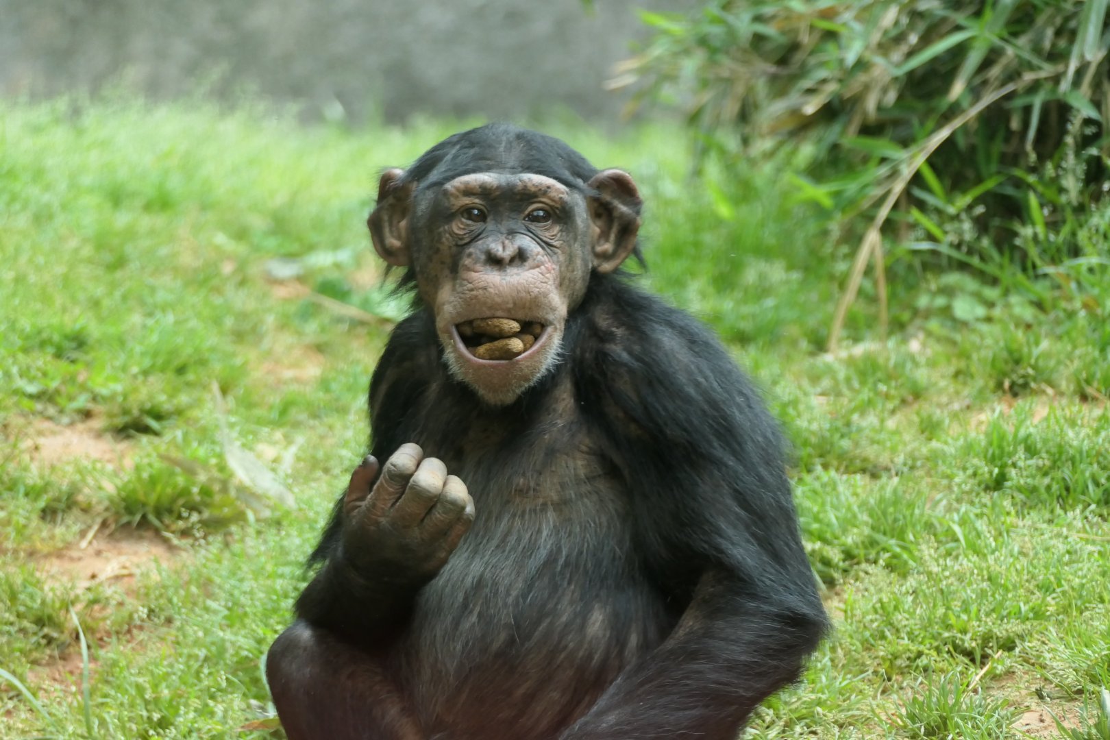 Kitera Forest - Chimpanzee