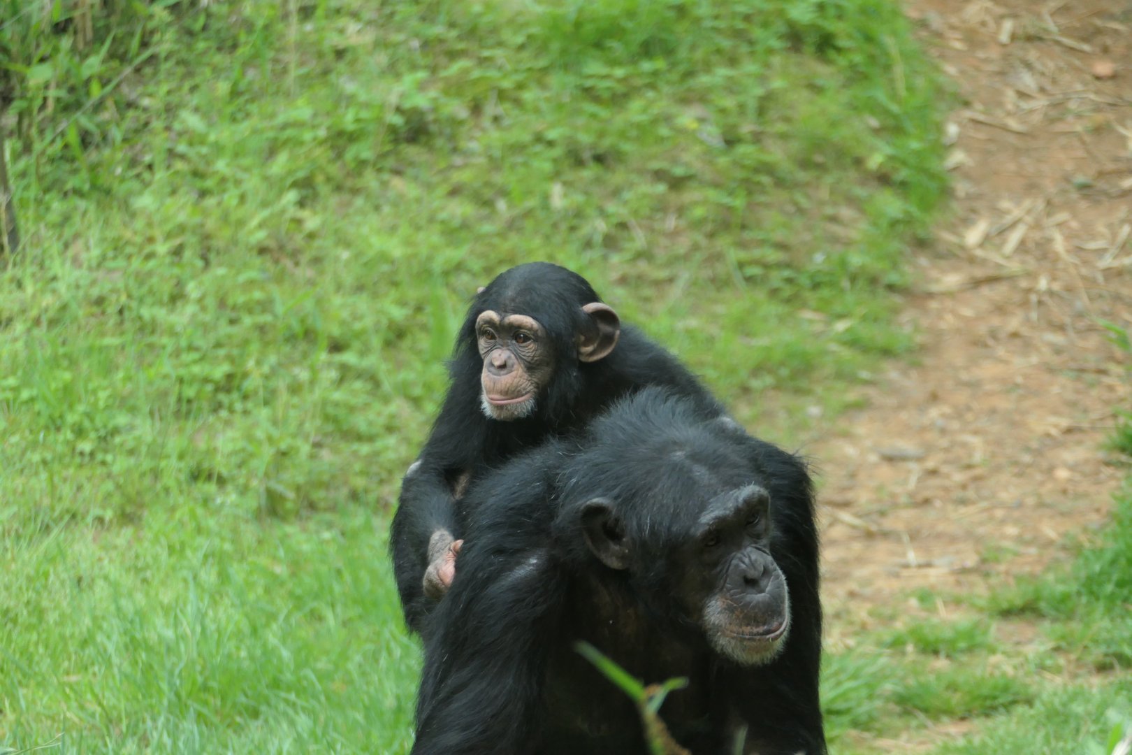 Kitera Forest - Chimpanzee