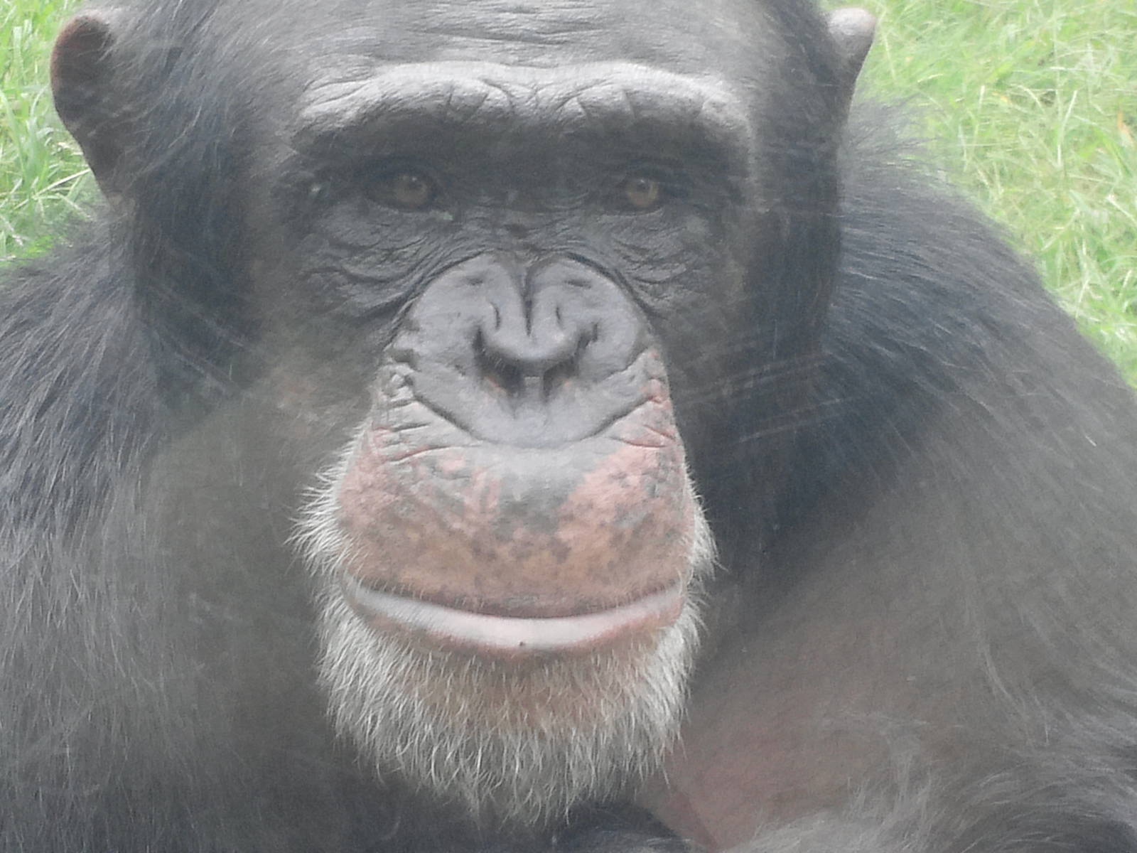 Kitera Forest - Chimpanzees