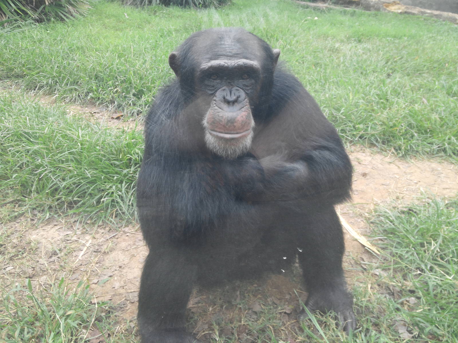 Kitera Forest - Chimpanzees