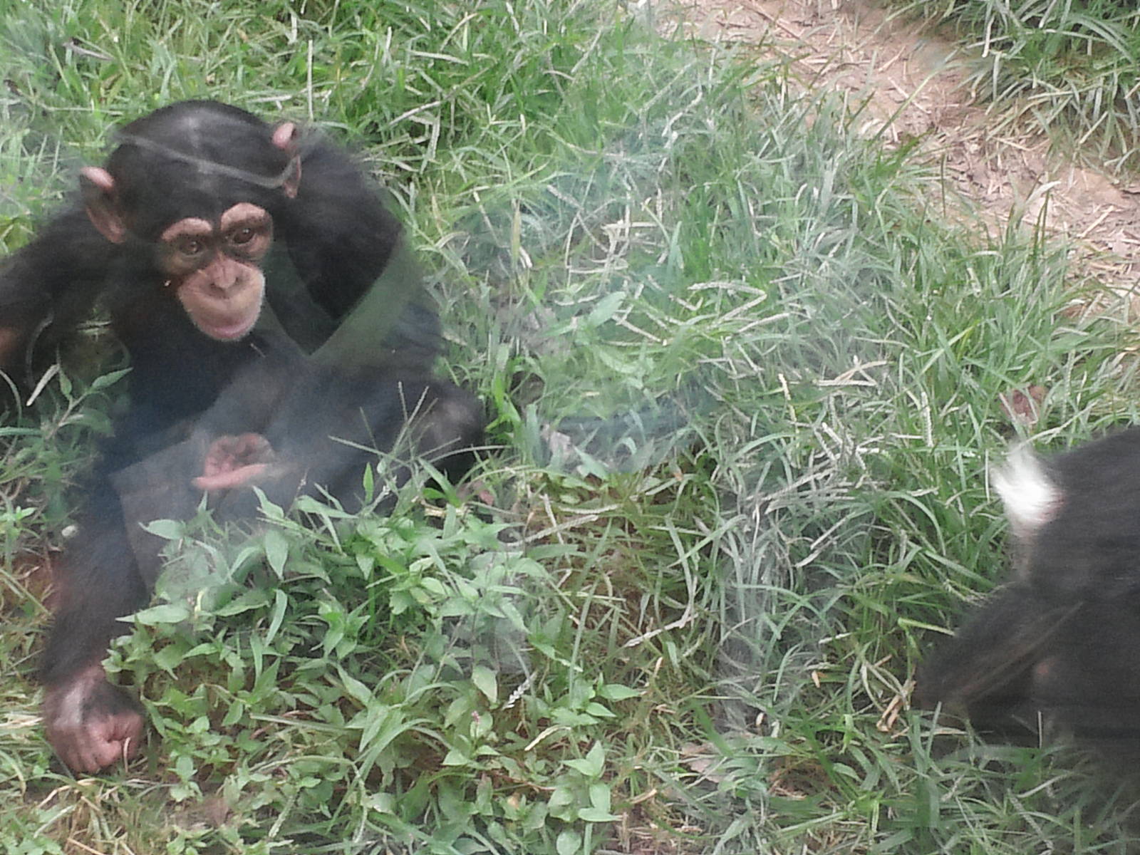 Kitera Forest - Chimpanzees