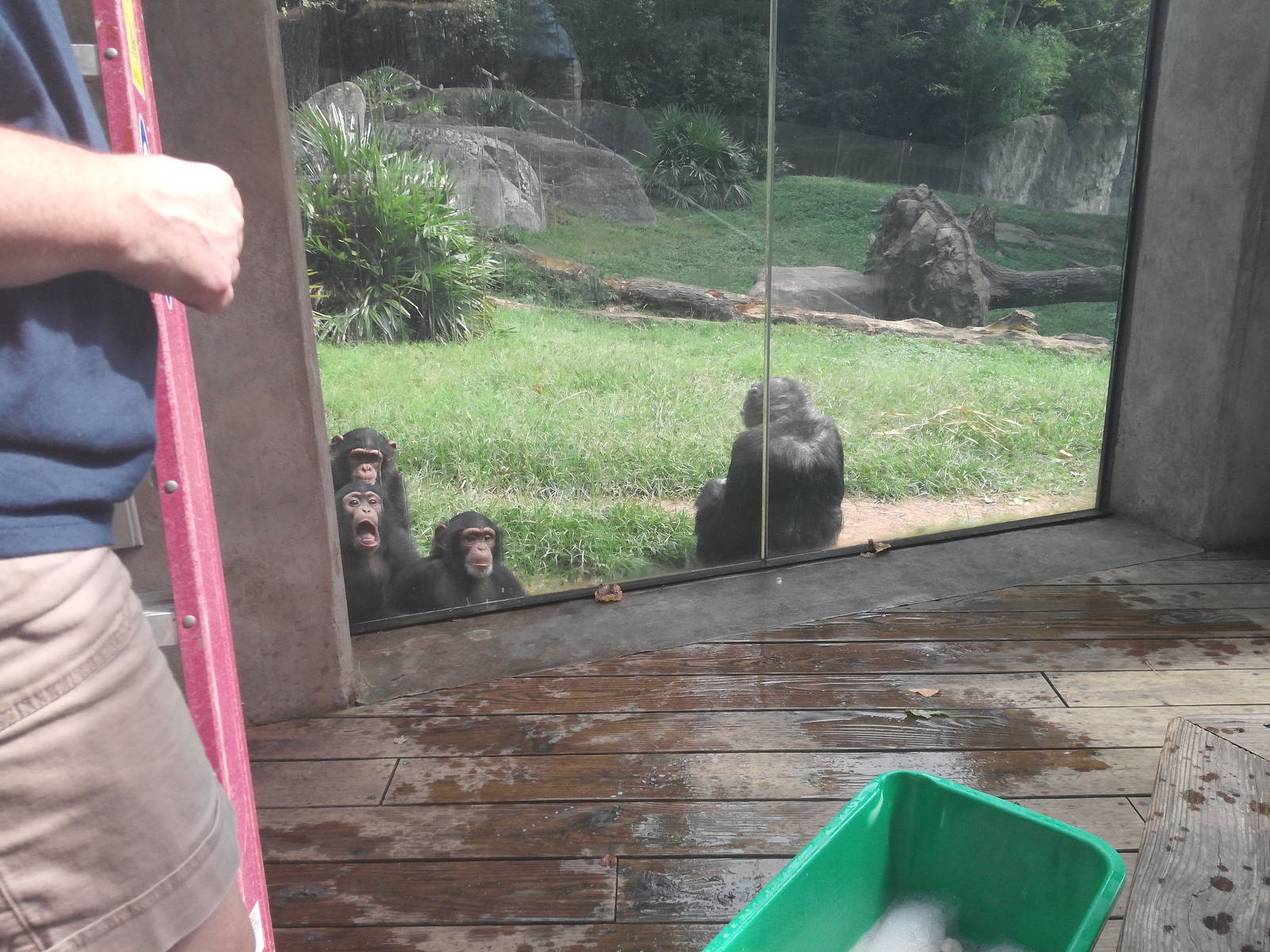 Kitera Forest - Chimpanzees