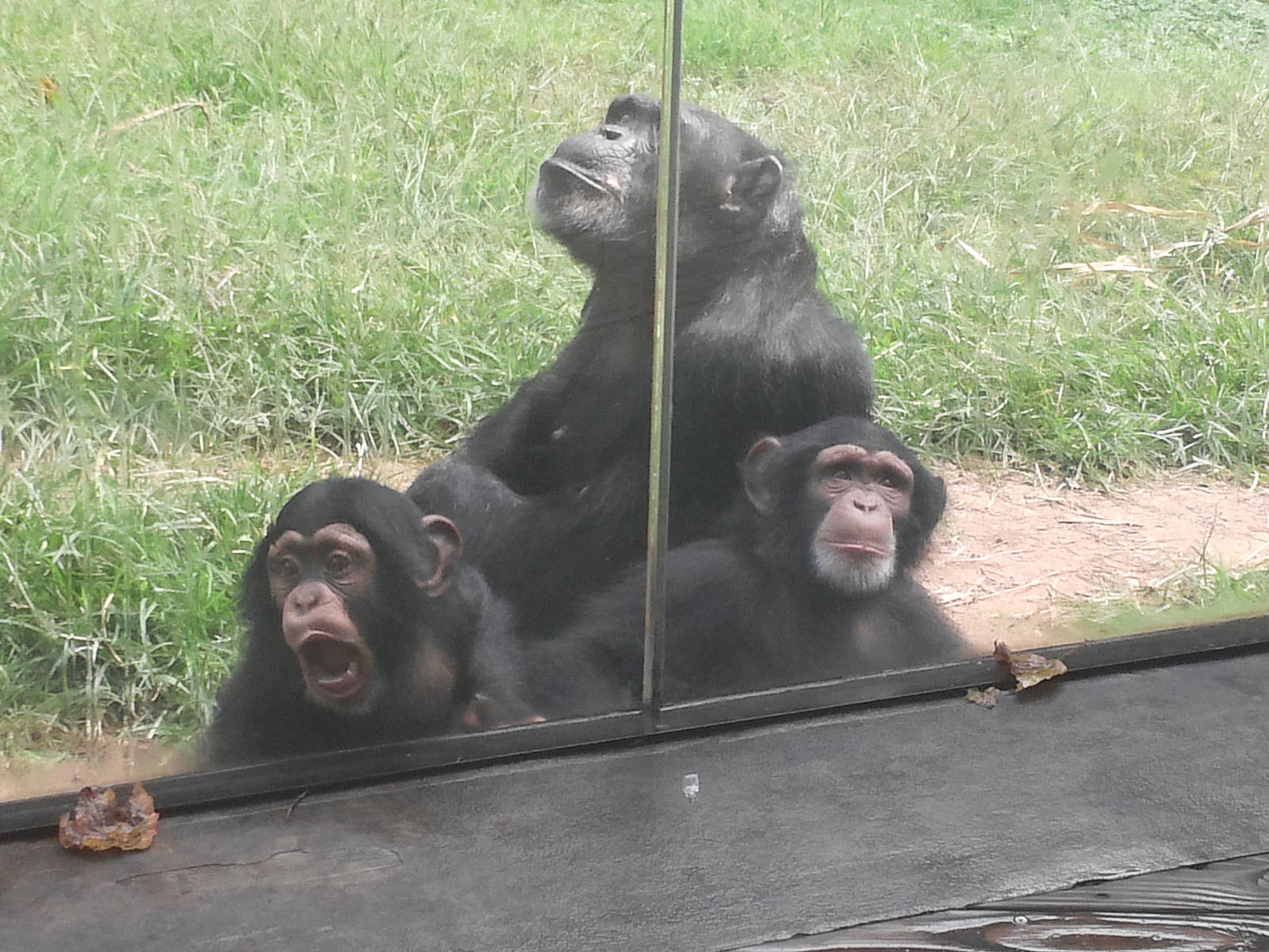 Kitera Forest - Chimpanzees