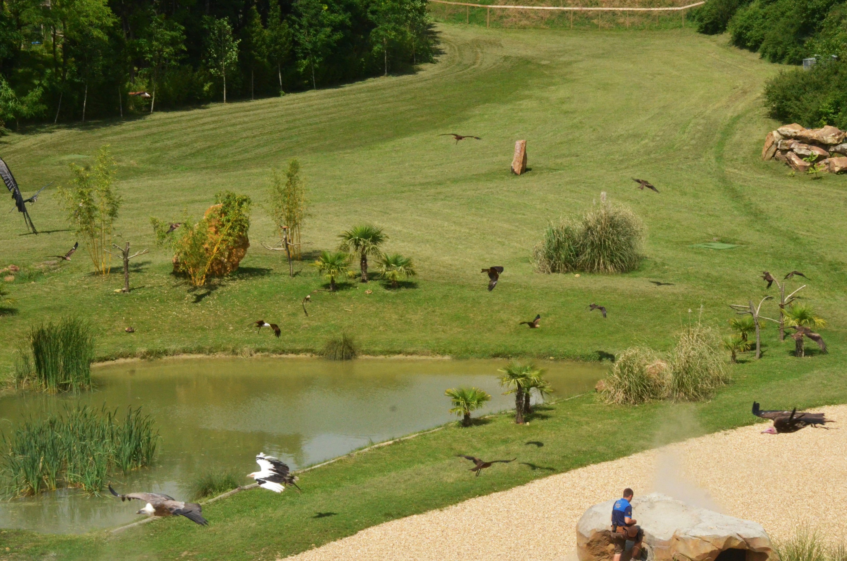 Kites and Vultures - Les Maîtres des Airs at Beauval, 12/06/18
