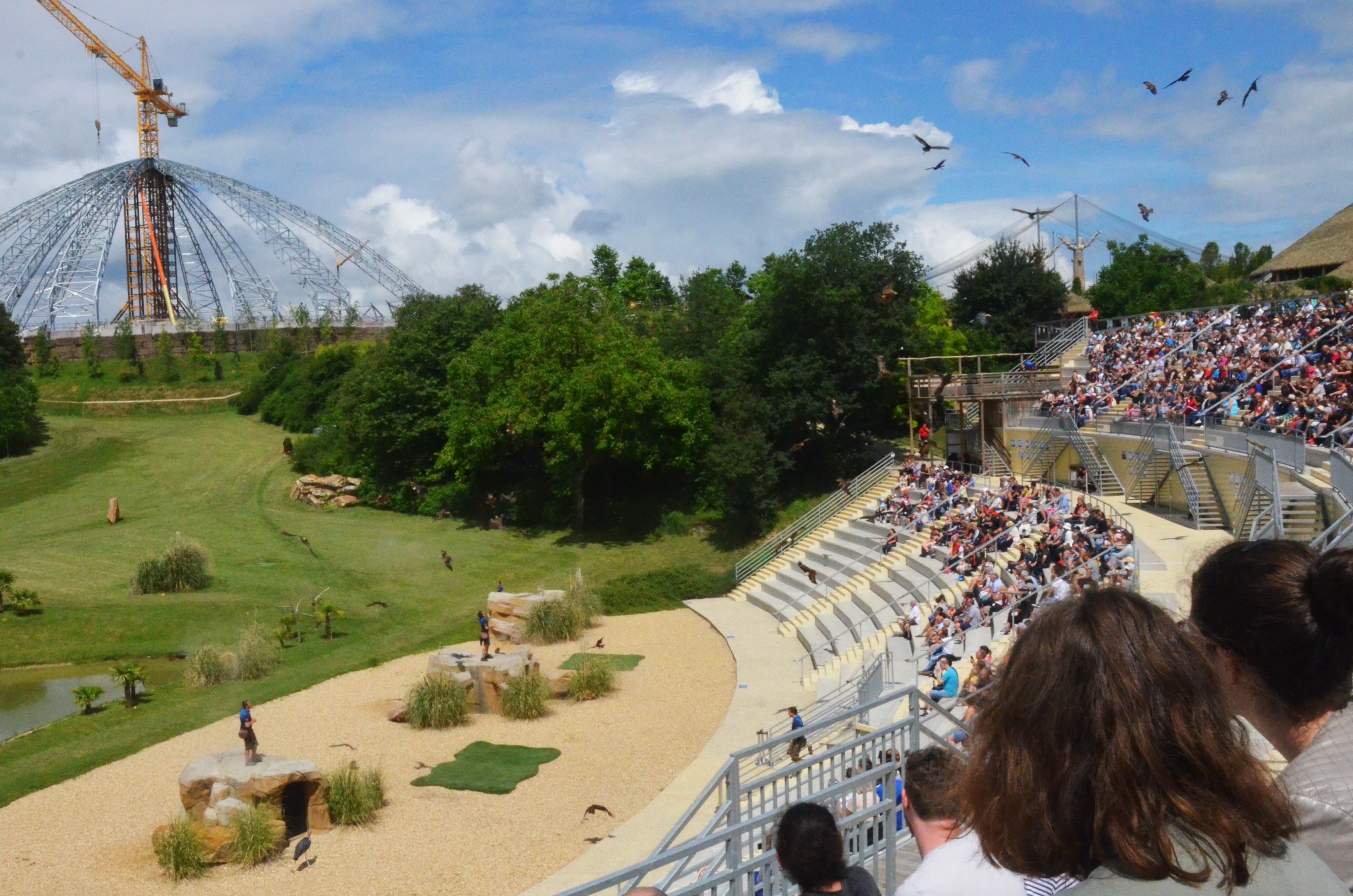 Kites and Vultures - Les Maîtres des Airs at Beauval, 12/06/18