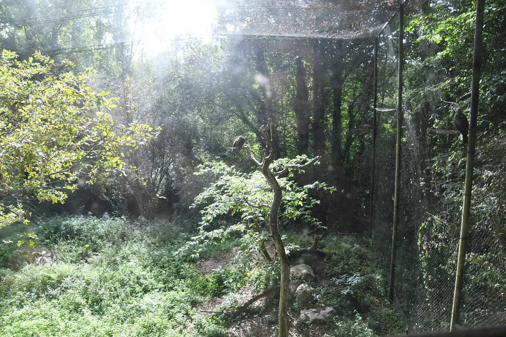 Kites Aviary (both Black Kite and Red Kite are signed)