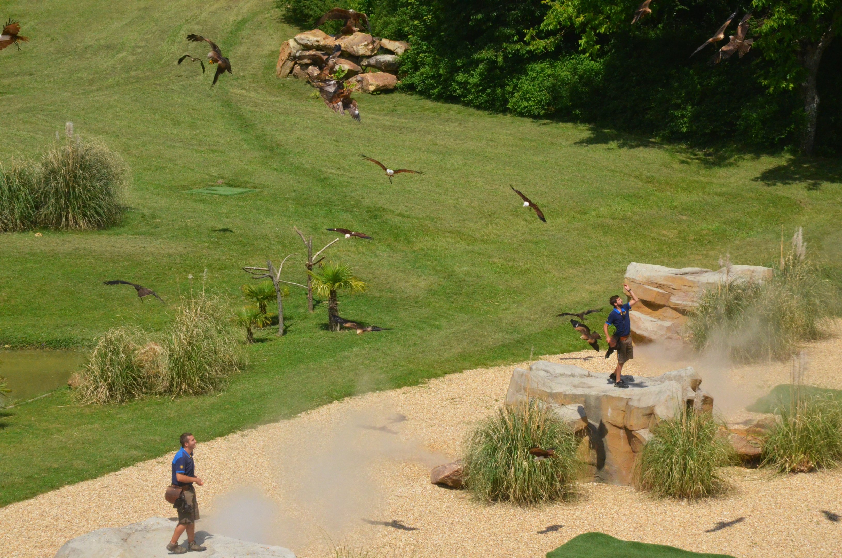 Kites - Les Maîtres des Airs at Beauval, 12/06/18