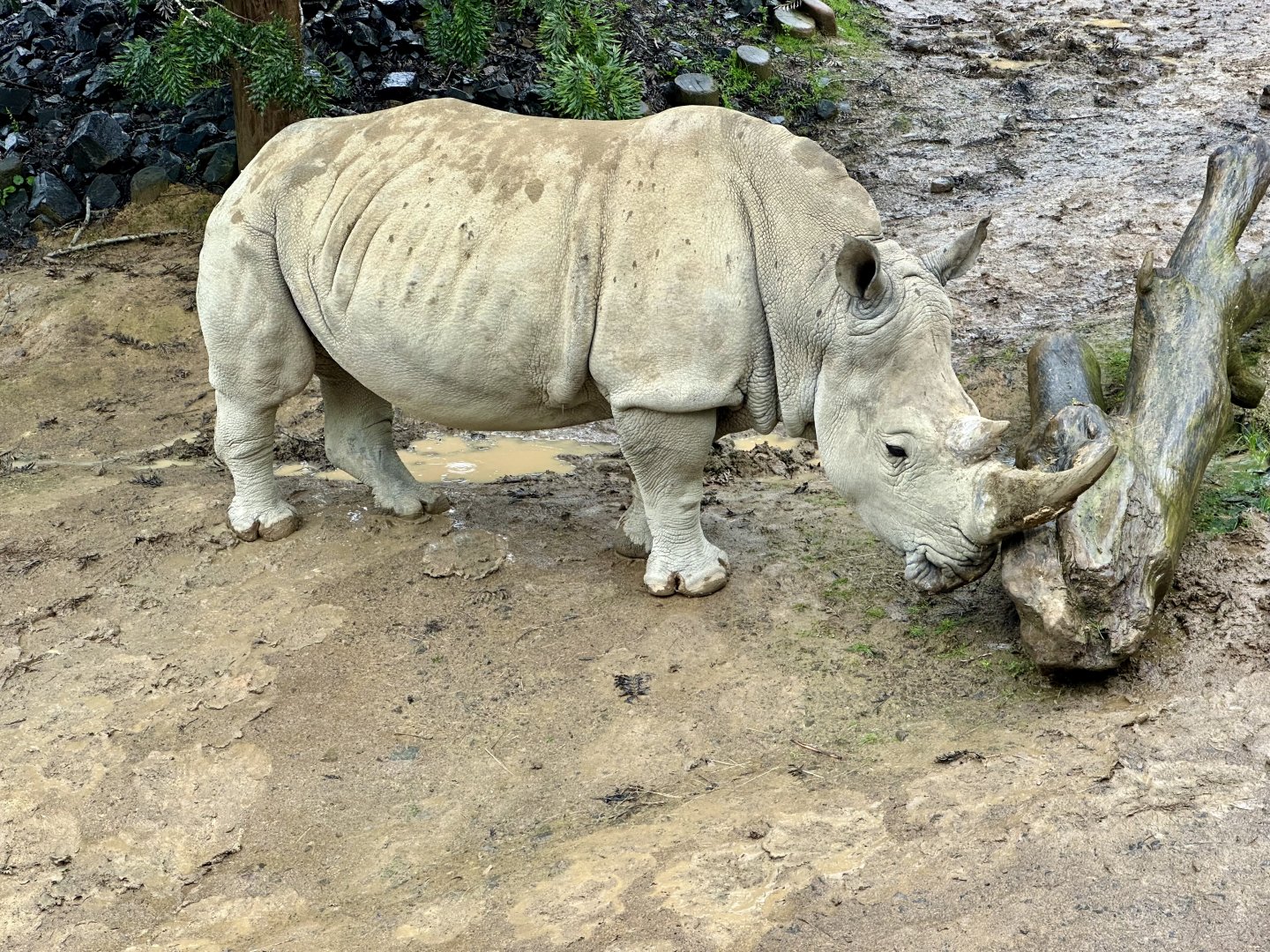 Kito (Southern white rhinoceros)