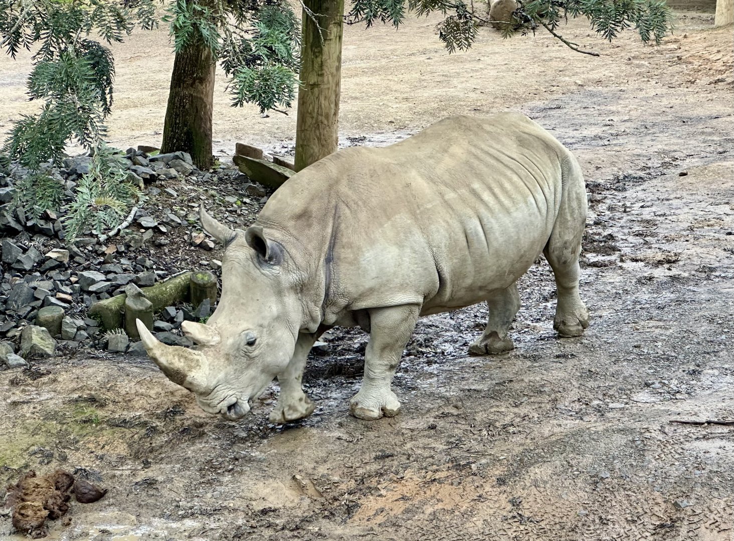 Kito (Southern White Rhinoceros)
